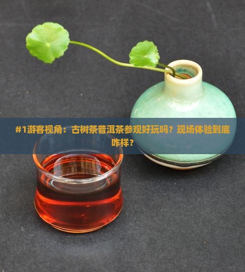 古树茶普洱茶参观