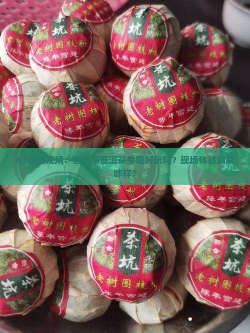 古树茶普洱茶参观
