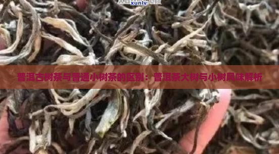 普洱茶古树大树小树的区别