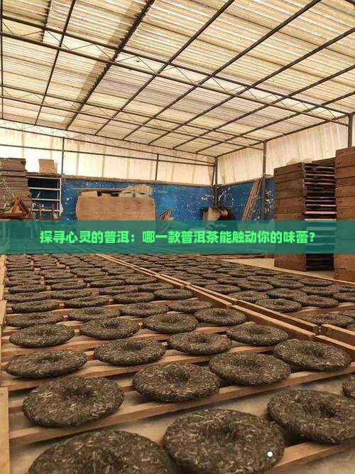 什么普洱茶适合喝