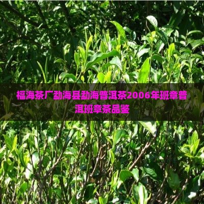福海茶厂2006年班章