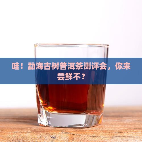 勐海古树普洱茶测评会