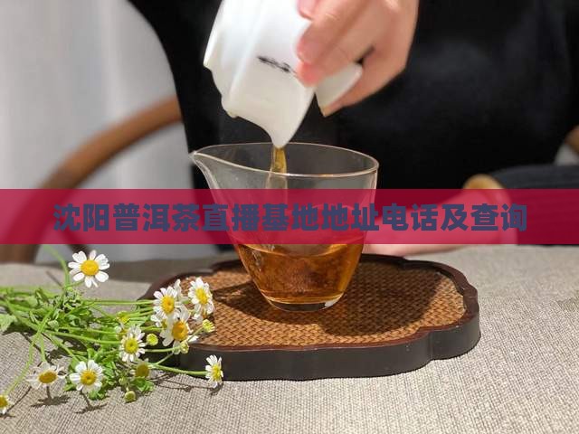 沈阳普洱茶直播基地地址