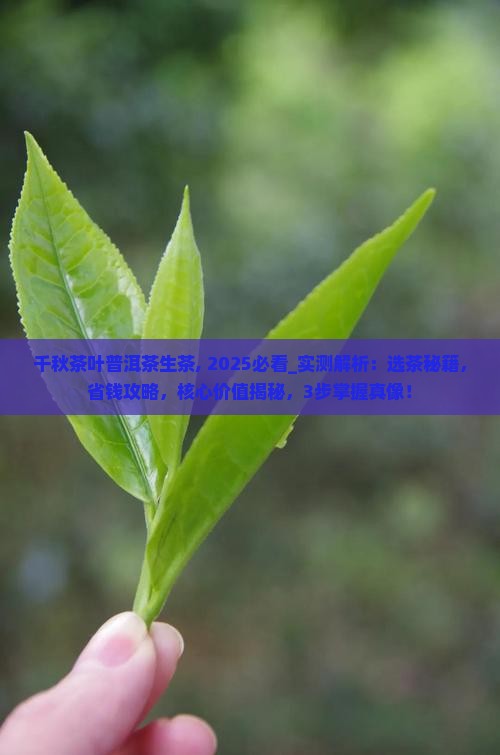 千秋茶叶普洱茶生茶
