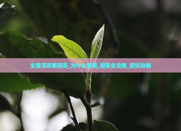 生普洱茶要要醒茶
