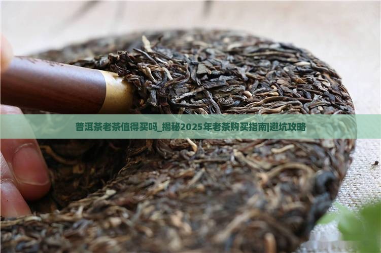 普洱茶老茶值得买吗