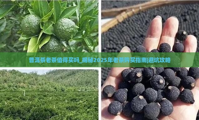普洱茶老茶值得买吗