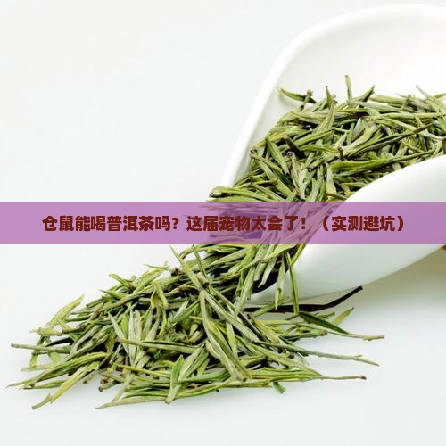 仓鼠能喝普洱茶吗怎么泡