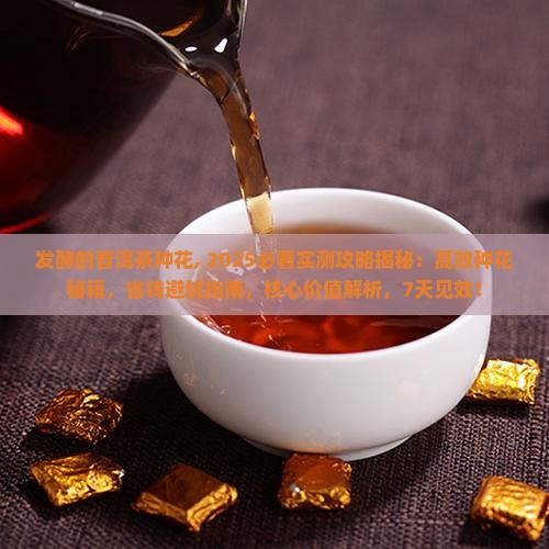 发酵的普洱茶种花