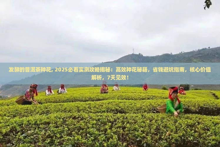 发酵的普洱茶种花