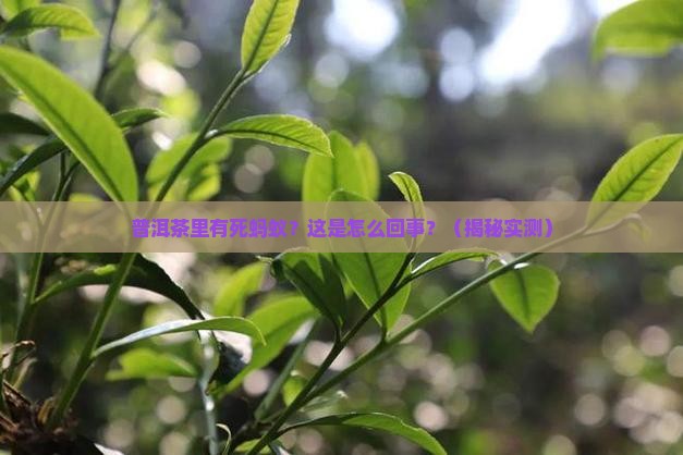 普洱茶有死蚂蚁是怎么回事