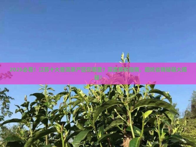江苏十大普洱茶产区在哪里