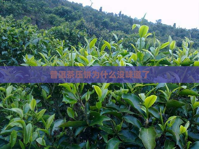 普洱茶压饼为什么没味道