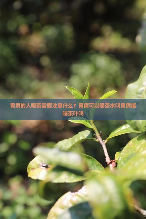 胃病可以喝茶水吗胃病能喝茶叶吗 胃病可以喝茶水吗胃病能喝茶叶吗