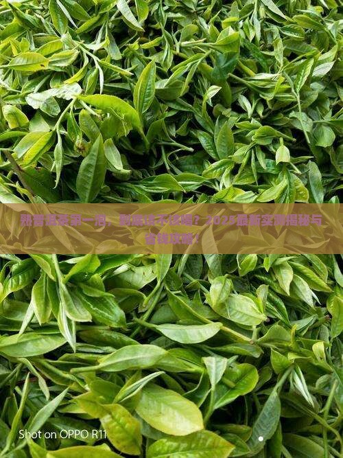 熟普洱茶第一遍喝不喝