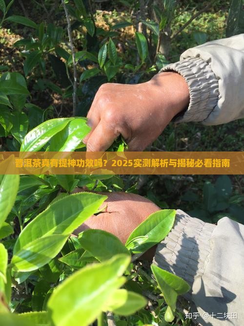 普洱茶提神的功效与作用