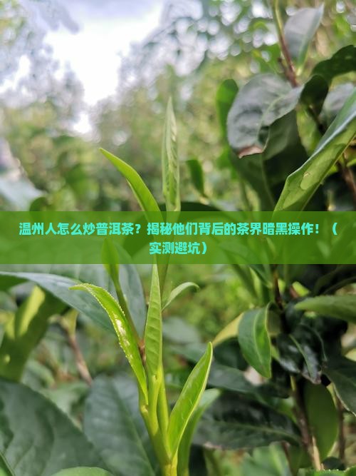 温州人怎么炒普洱茶