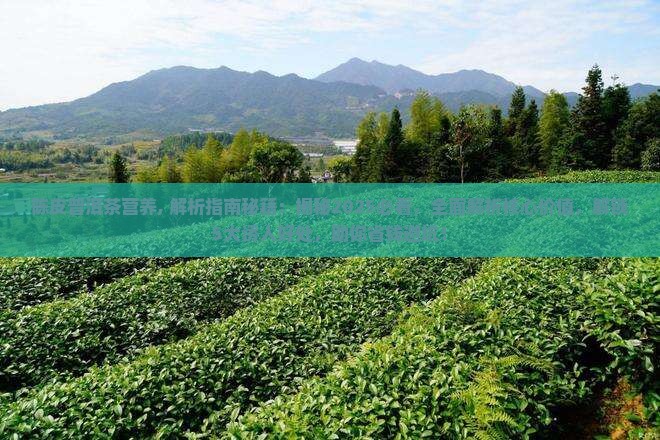 陈皮普洱茶营养