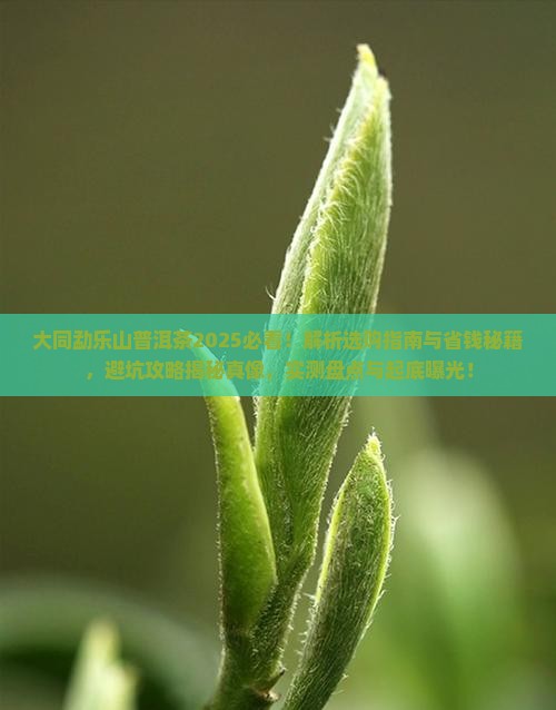 大同勐乐山普洱茶