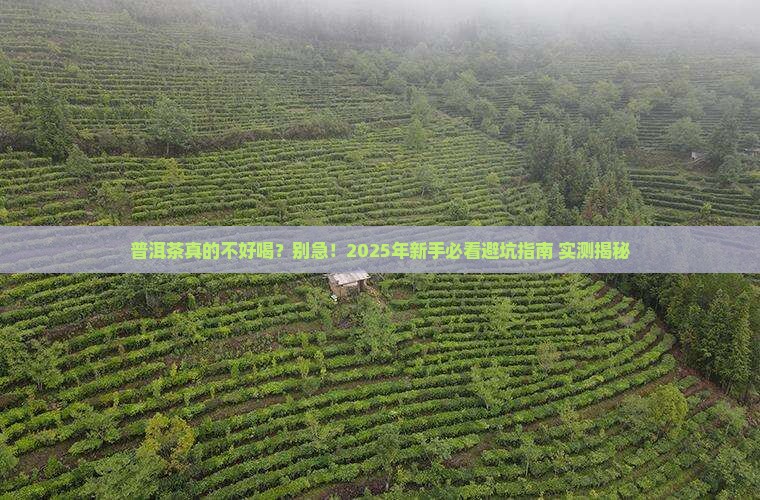 普洱茶不好喝阿