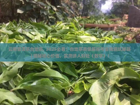 云南普洱茶台地茶