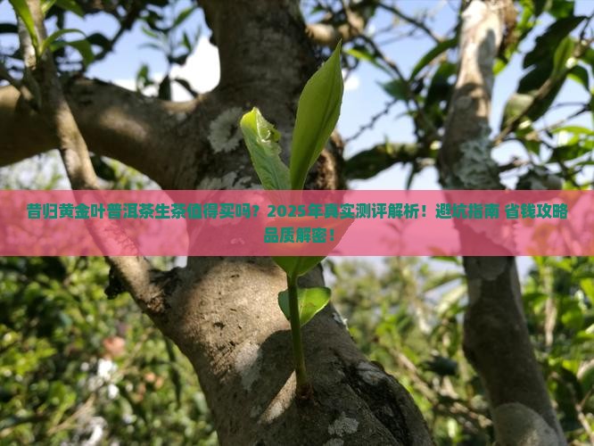 昔归黄金叶普洱茶生茶怎么样
