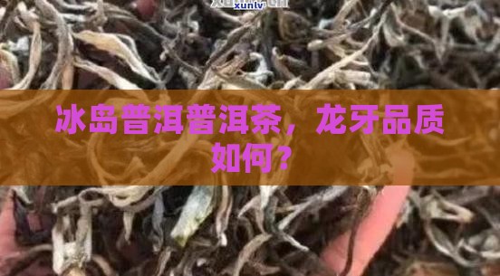 龙牙冰岛普洱茶好吗
