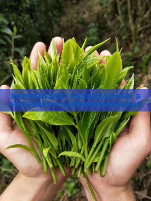 陈年普洱茶能不能泡茶