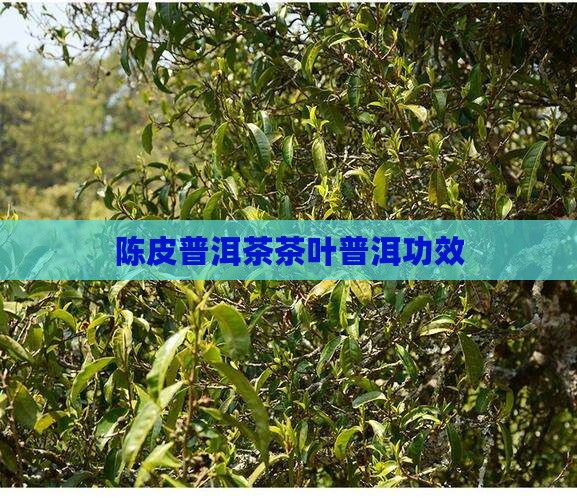 茶滋味陈皮普洱茶
