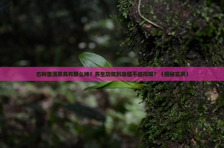 古树普洱茶的养生功能