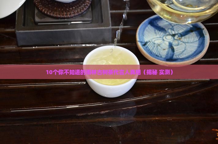 雨林古树茶代言人