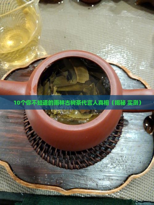 雨林古树茶代言人