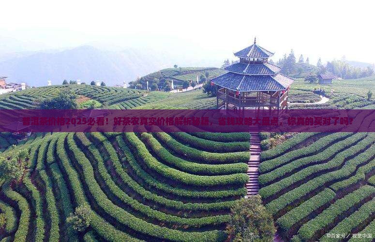 好茶农普洱茶价格查询