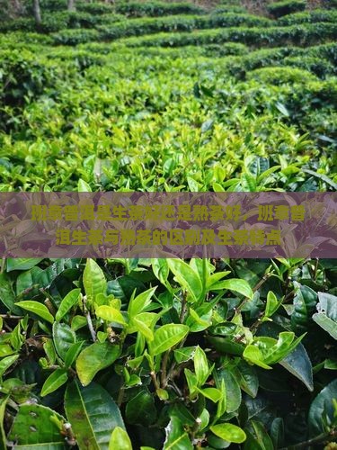 班章普洱是生茶好还是熟茶好