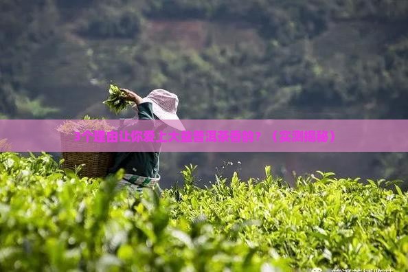 大益普洱茶香韵怎么样