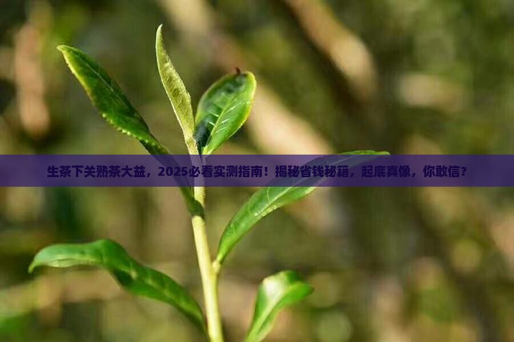 生茶下关熟茶大益