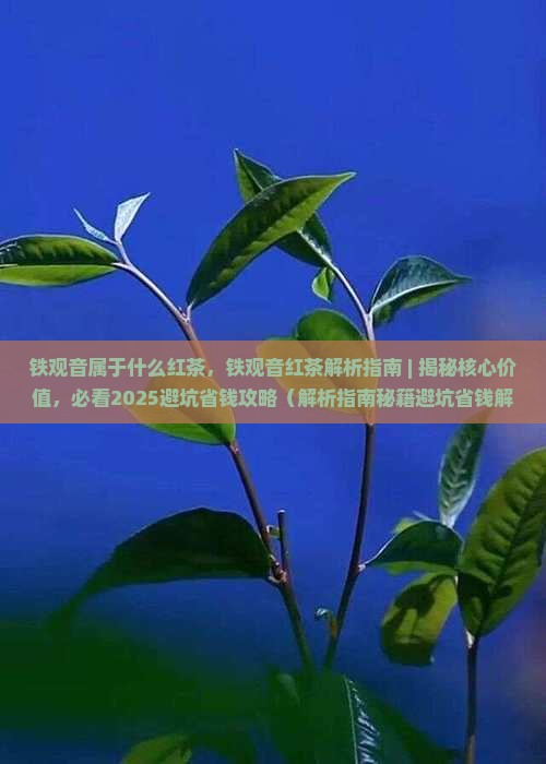 铁观音属于什么红茶
