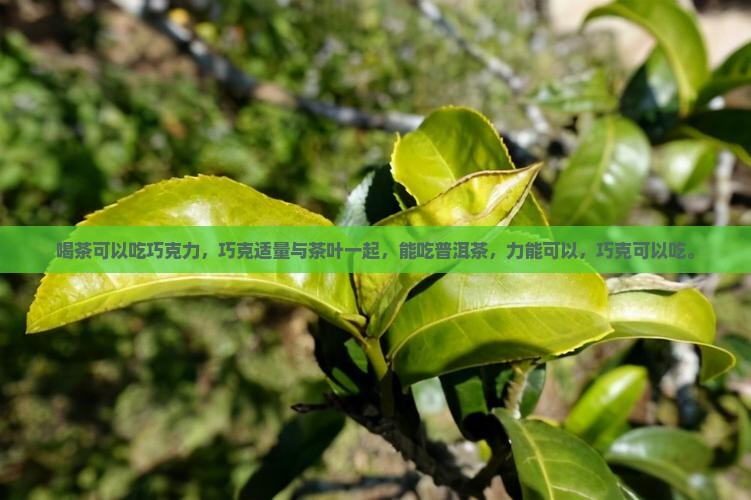 喝普洱茶可以吃巧克力