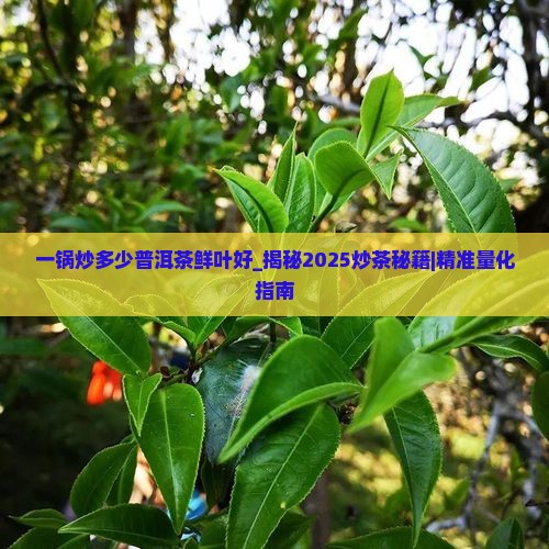 一锅炒多少普洱茶鲜叶好 一锅炒多少普洱茶鲜叶好
