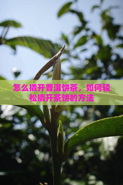 怎么掰茶饼云南糯米香茶