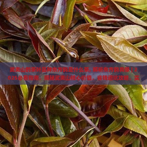 武夷山的茶叶品种东方韵是什么茶