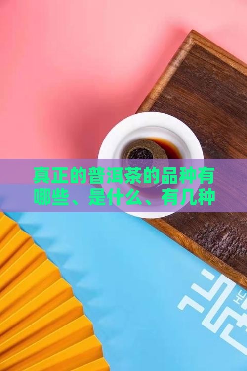 真正的普洱茶的品种
