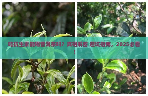 吃抗生素药能喝普洱茶吗