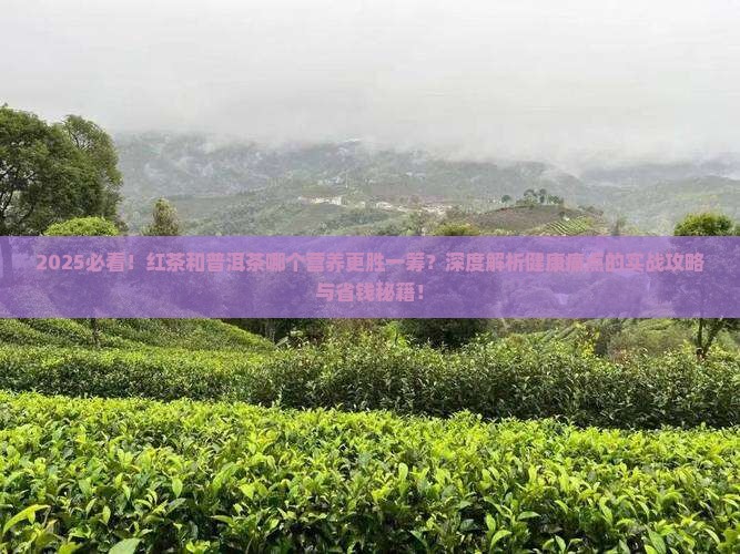 红茶和普洱茶哪个营养