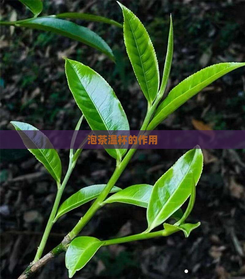 泡茶温杯的作用
