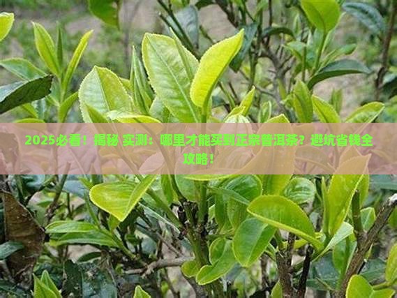 什么地方能卖到正宗普洱茶