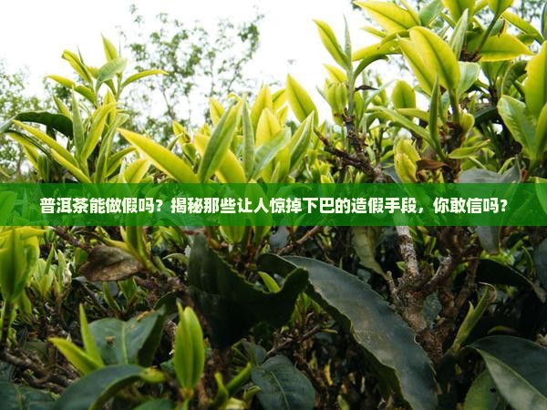 普洱茶能做假吗