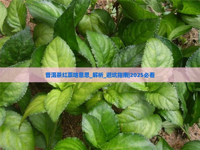 普洱茶红票啥意思
