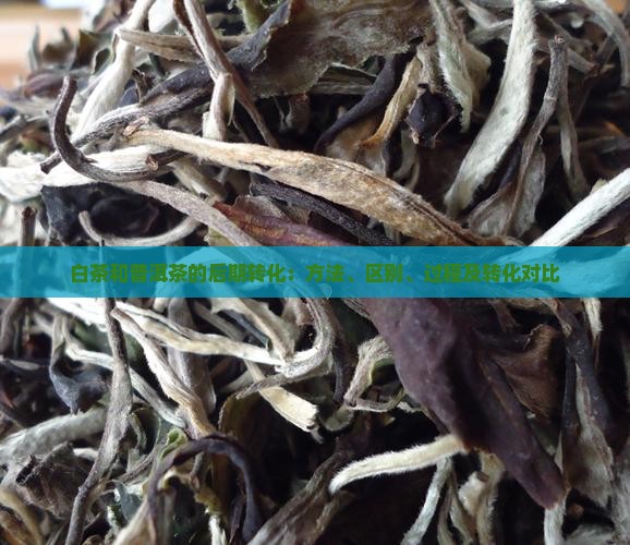 白茶和普洱茶的后期转化