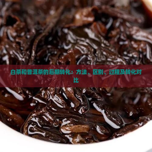 白茶和普洱茶的后期转化